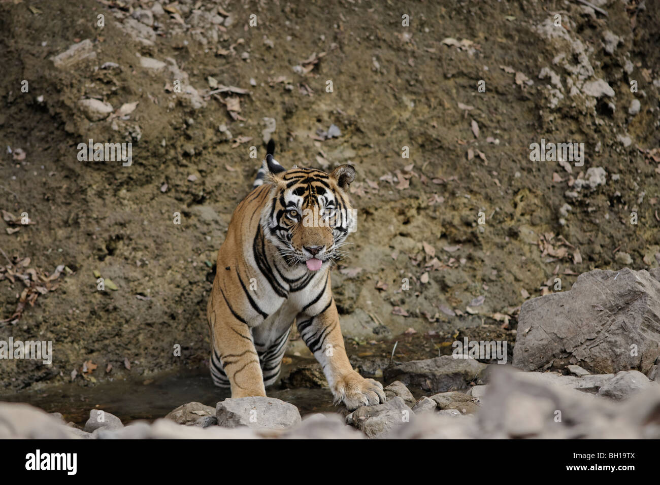 Un homme adulte Tiger l'établissement dans un étang à Ranthambhore, Inde. ( Panthera tigris ) Banque D'Images