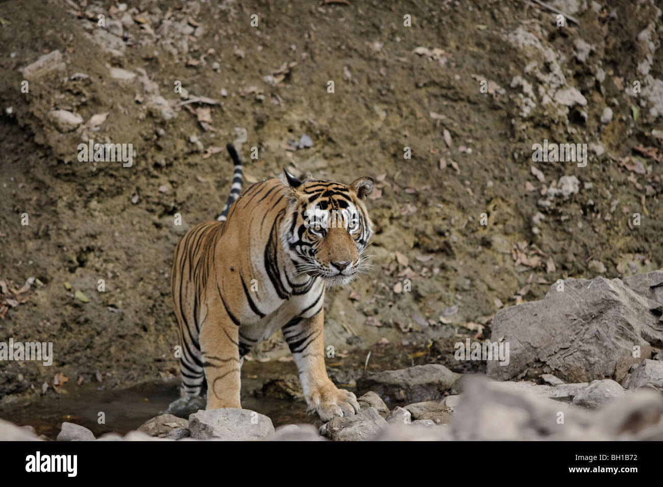 Tigre mâle adulte de régler lui-même refroidir dans un trou d'eau. ( Panthera tigris ) Banque D'Images