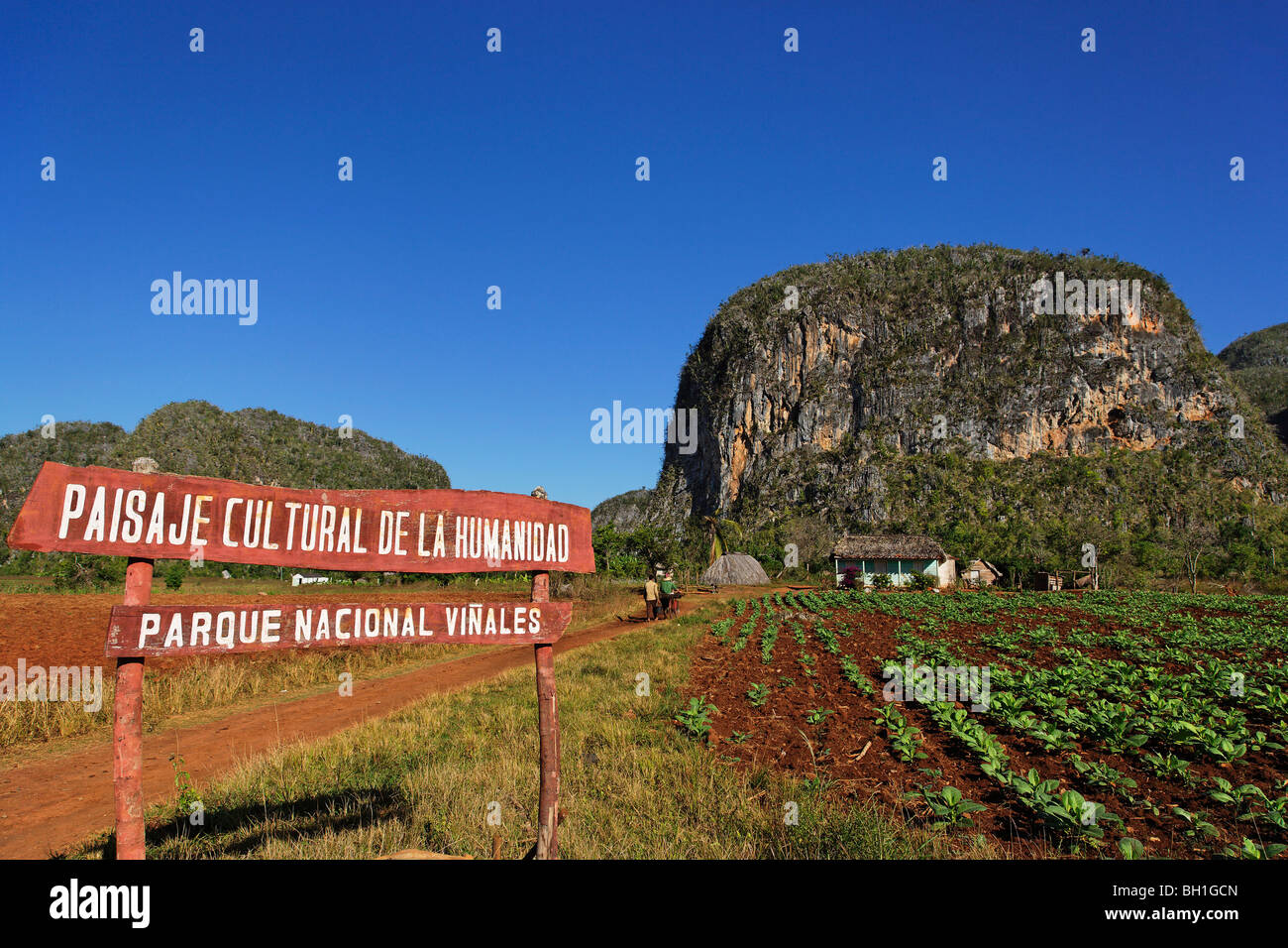 Ferme de tabac, Mogote en arrière-plan, Viñales, Pinar del Rio, Cuba, Antilles Banque D'Images