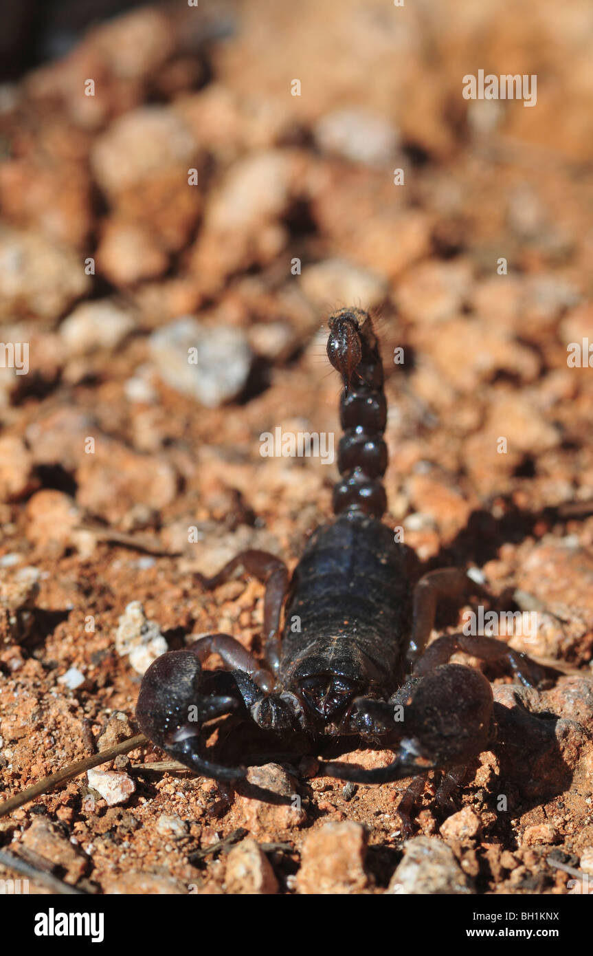 Scorpion scorpion noir israélien maurus fuscus Banque D'Images