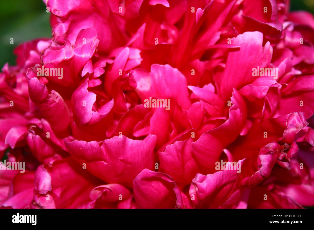 Fleur rouge doux avec de grands pétales Banque D'Images