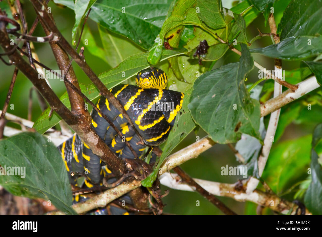 Serpent Boiga dendrophila Mangrove (melanota) enroulé sur une branche au-dessus de la rivière Kinabatangan, Sabah, Bornéo Malaisien Banque D'Images