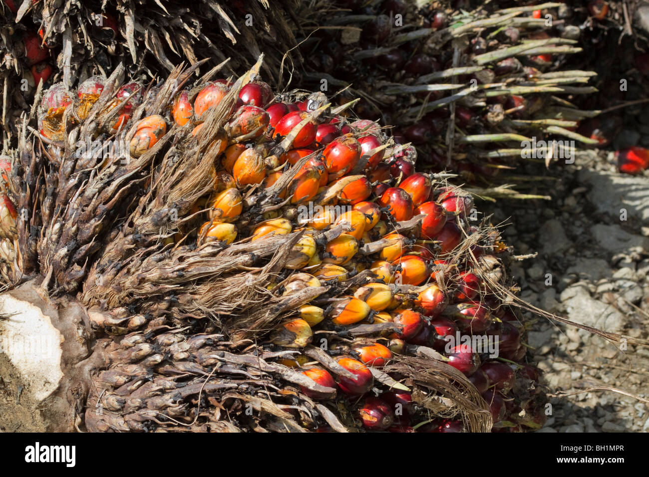Fruits récoltés à partir d'une plantation de palmier à huile dans la région de Sabah, Bornéo Malaisien Banque D'Images