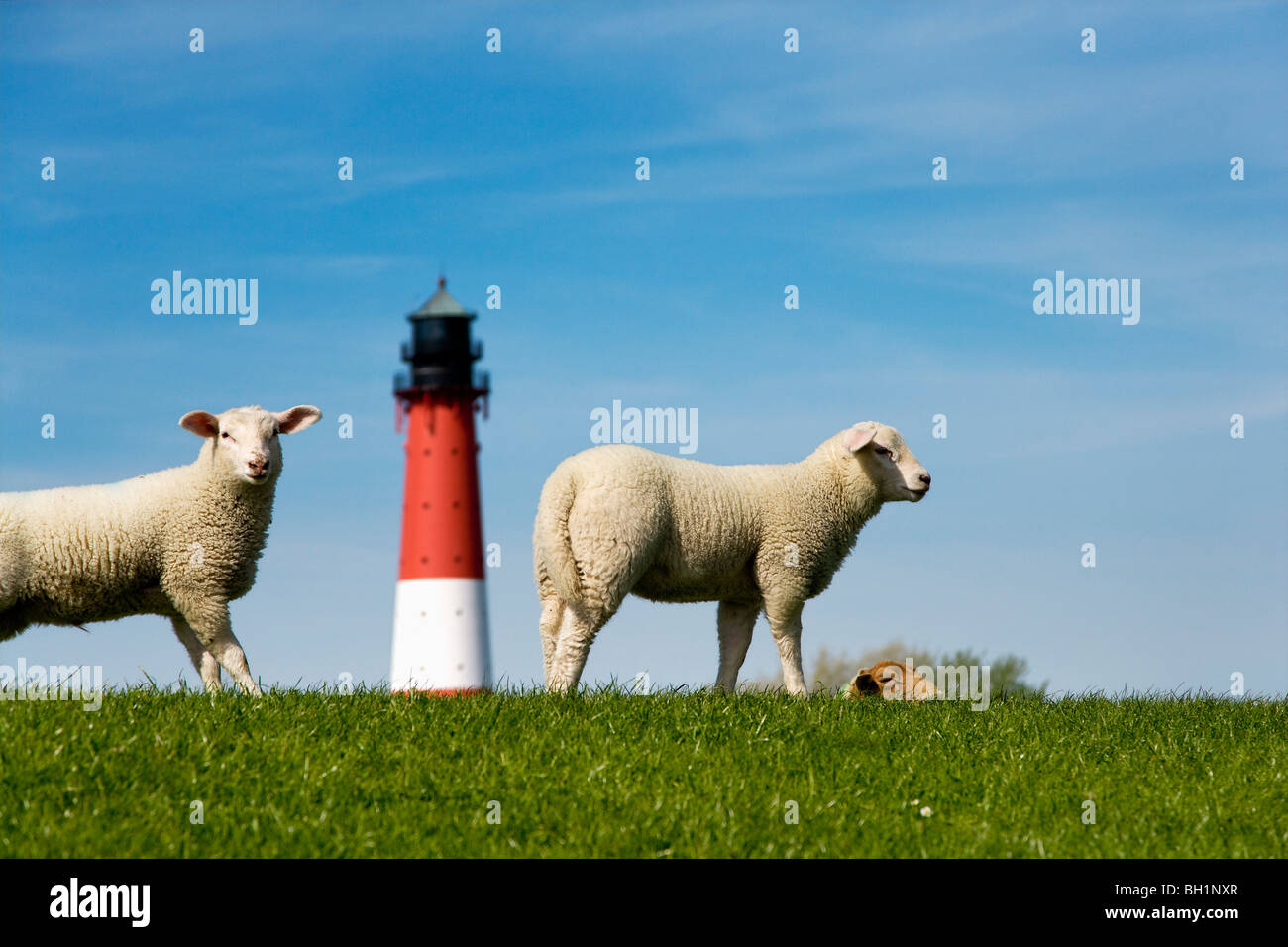 Les moutons et le phare, l'île de Pellworm, au nord de l'archipel Frison, Schleswig-Holstein, Allemagne Banque D'Images