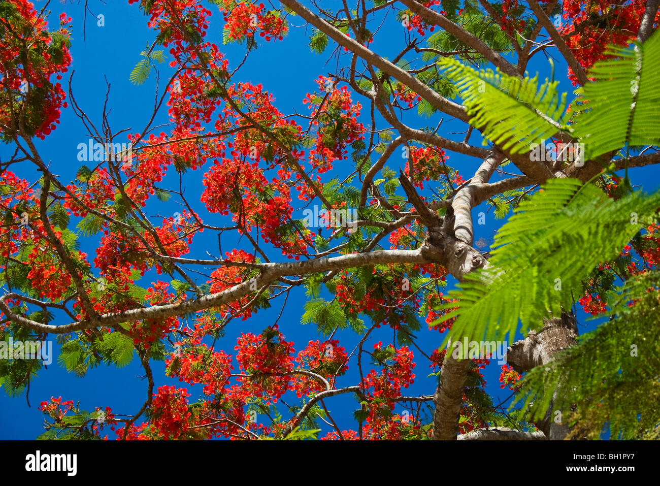 Flame Tree contre le ciel bleu, Delonix regia, Havelock, îles Andaman, en Inde Banque D'Images