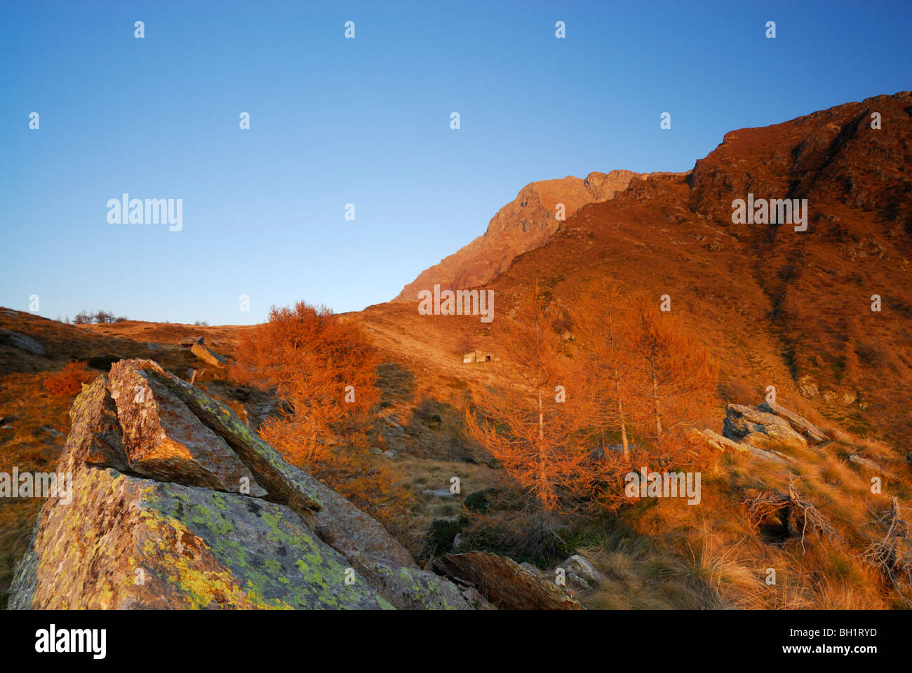 Le mélèze en automne des couleurs dans la lumière du soir, le Monte Legnone, Bergame, Côme, Alpes de Lombardie, Italie Banque D'Images