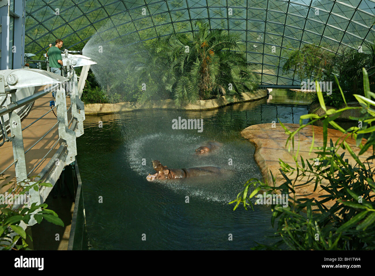 Chambre d'hippopotame, enjambé par deux dômes de verre à mailles fines, Zoo Berlin Banque D'Images