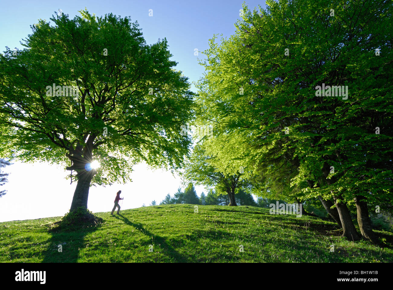 Jeune femme marche sur vert pâturage avec des hêtres verts frais, l'Alpe del Borgo, Monte San Primo, lac Comer See, Côme, Lombardie, Banque D'Images