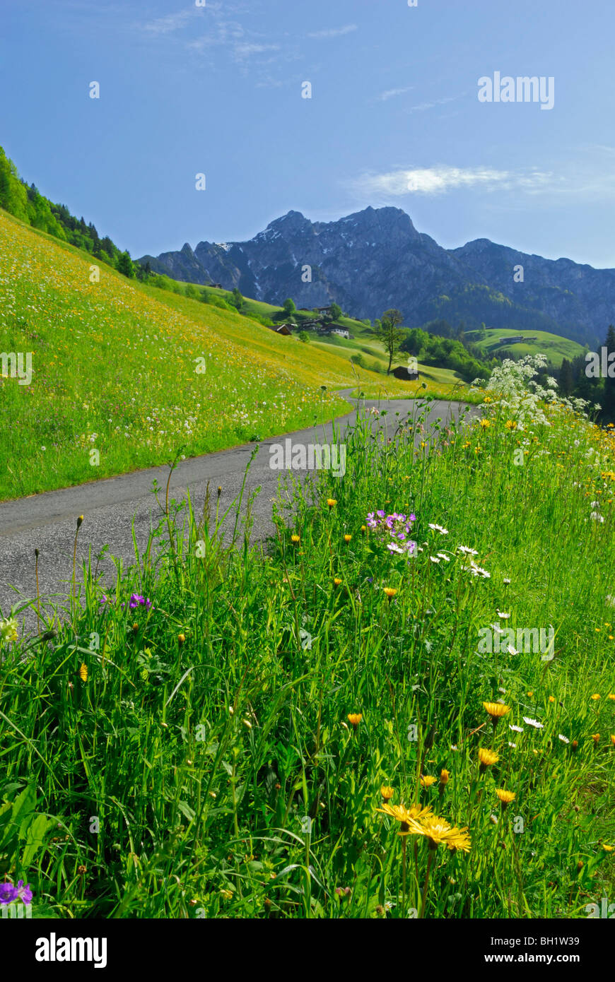 Rue étroite au printemps pâturage avec des montagnes en arrière-plan, Lofer, Berchtesgaden, Salzbourg, Autriche Banque D'Images