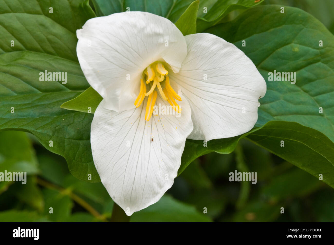 Trillium de l'Ouest (T. ovatum), Nanaimo, BC, Canada Banque D'Images