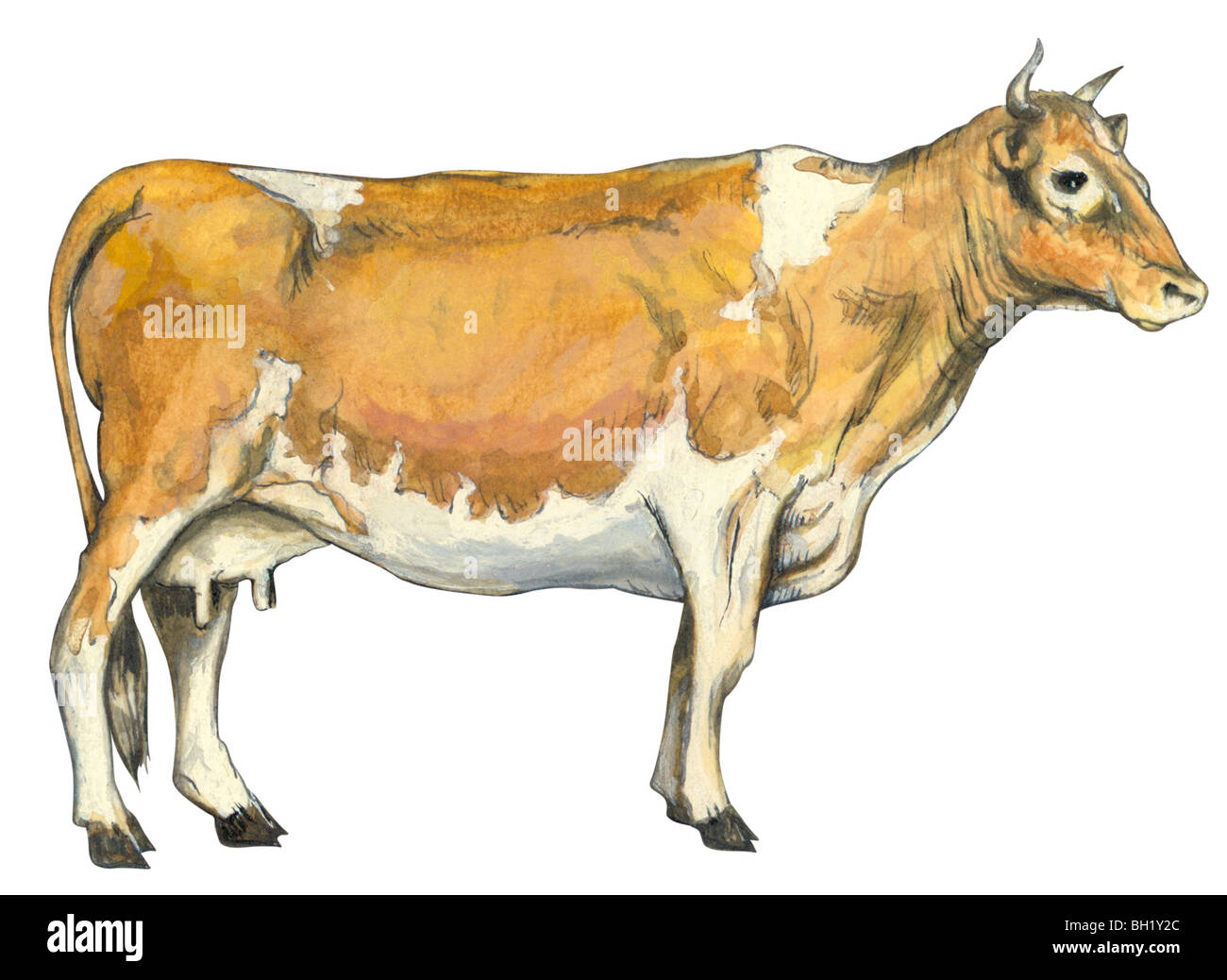 Bovins laitiers Banque D'Images