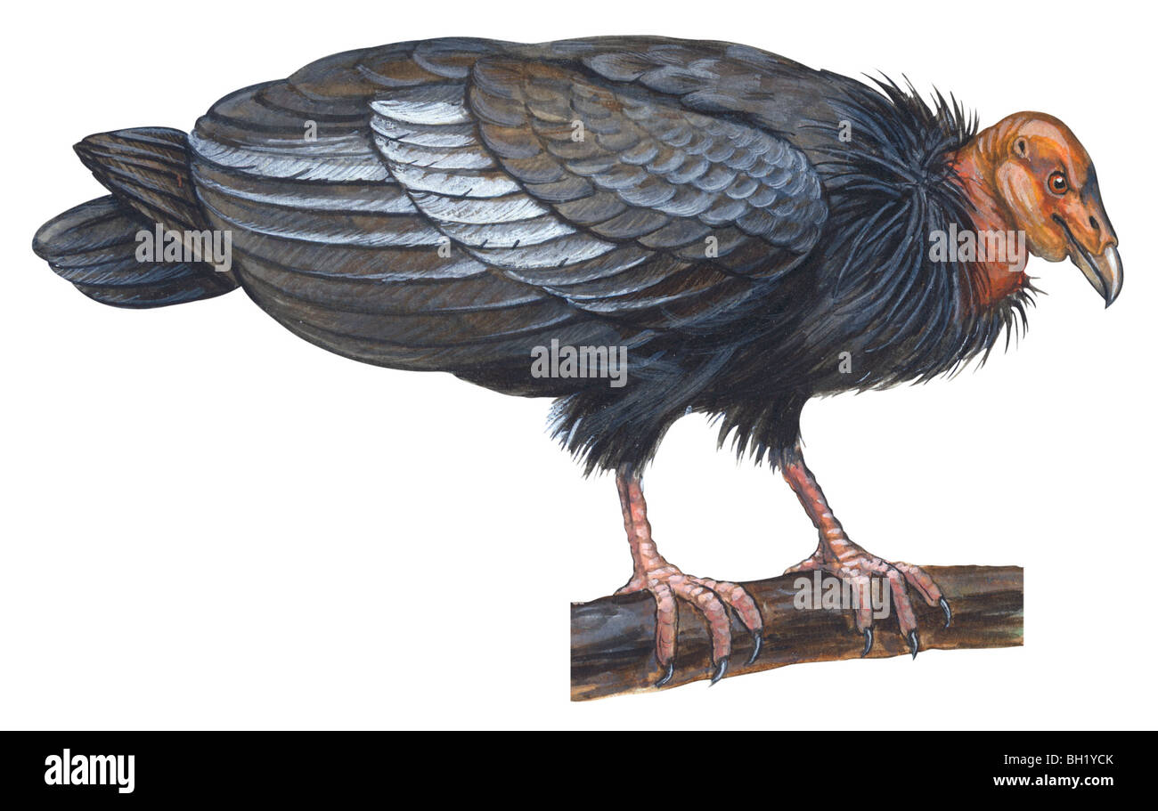 Condor de Californie Banque D'Images