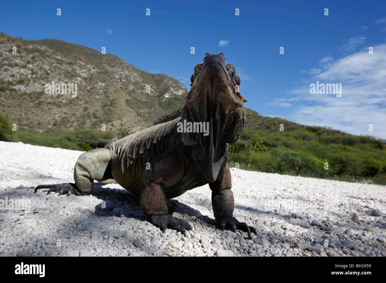 Iguane rhinocéros, Lago Enriquillo, le sud-ouest de la République Dominicaine Banque D'Images