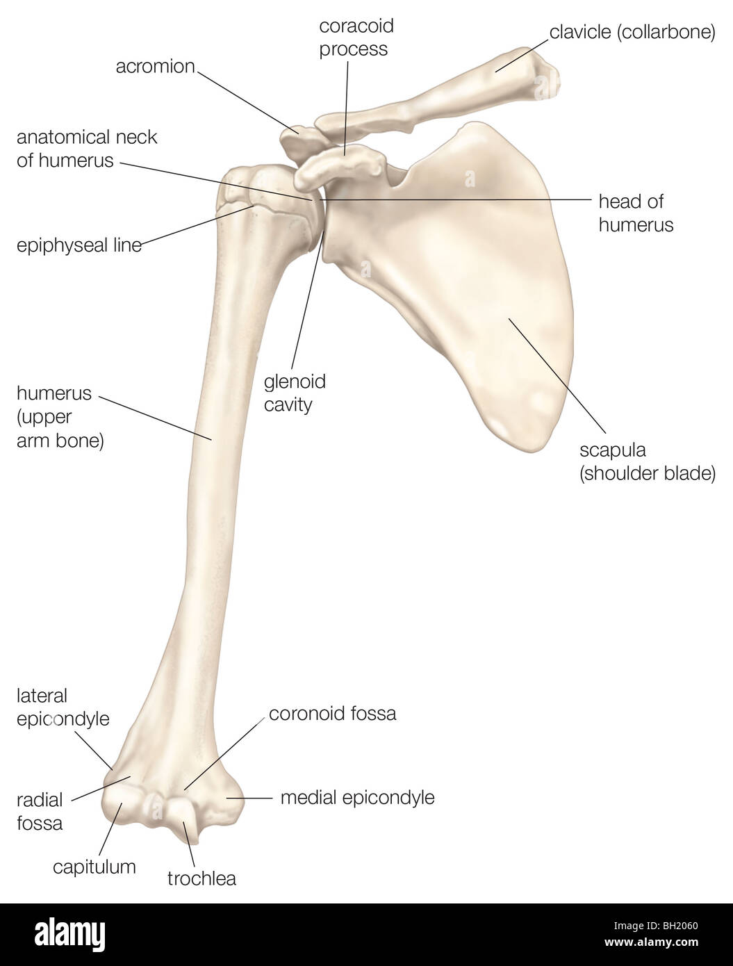 Épaule Banque D'Images
