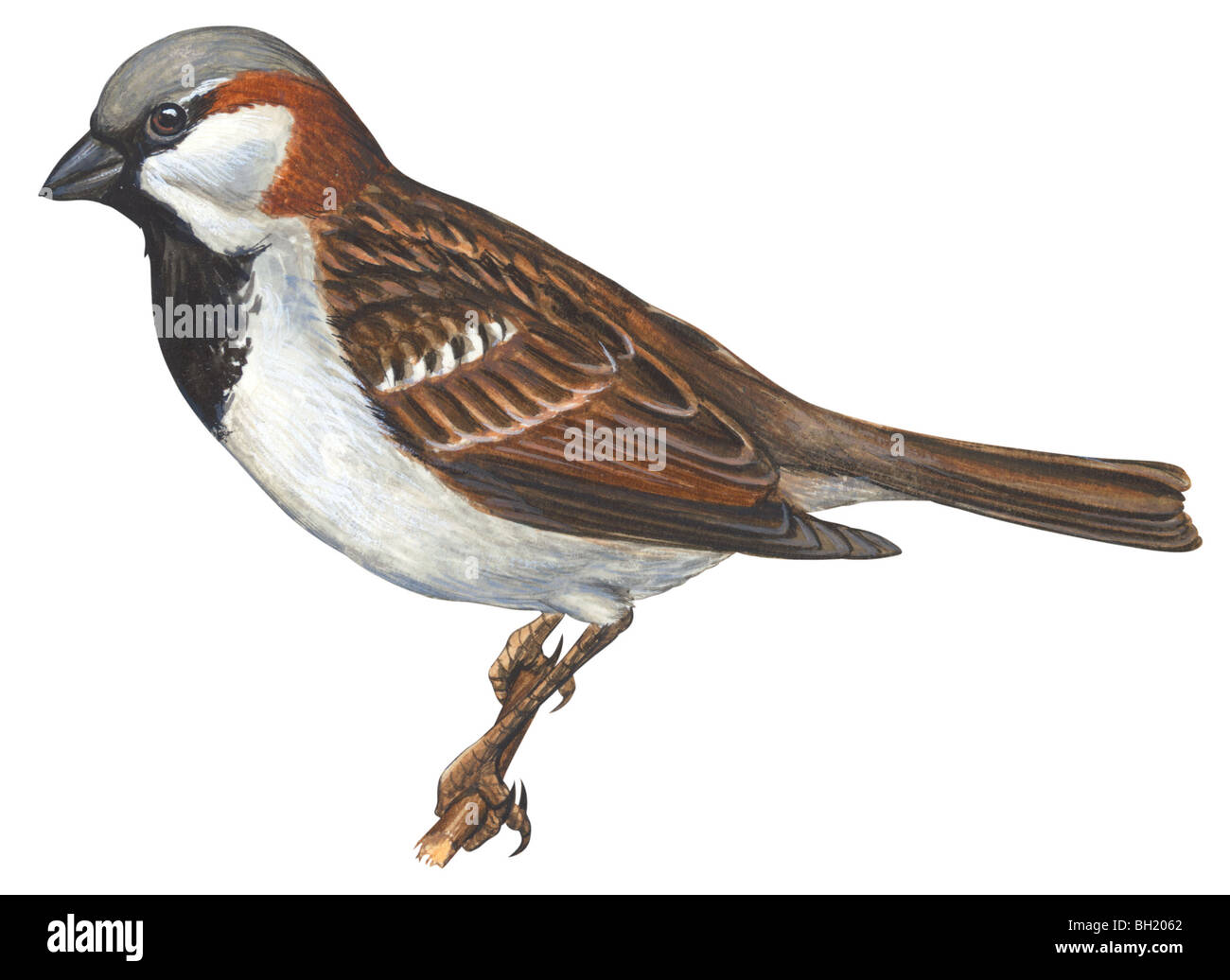 Moineau domestique Banque D'Images