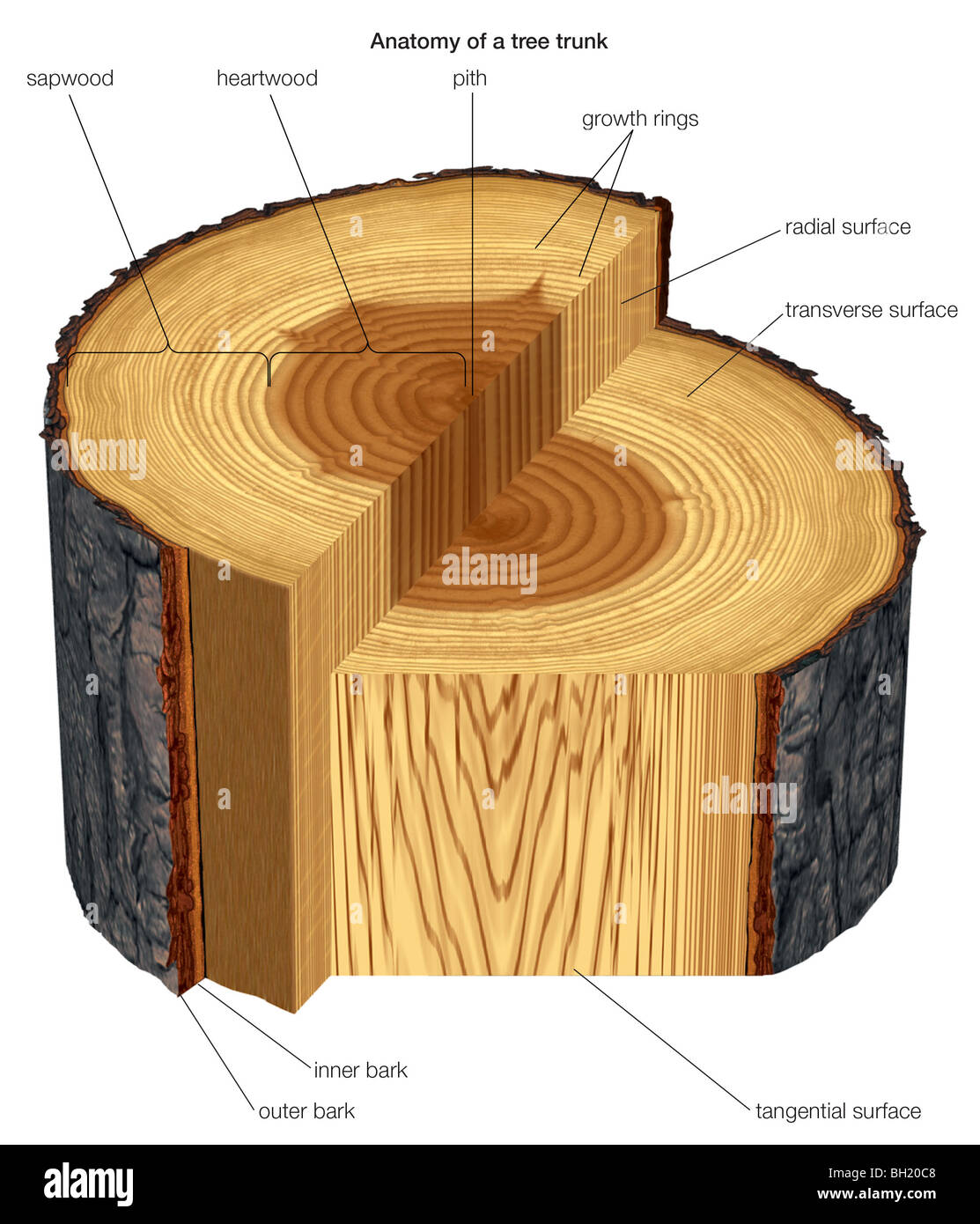 Tronc d’arbre Banque D'Images