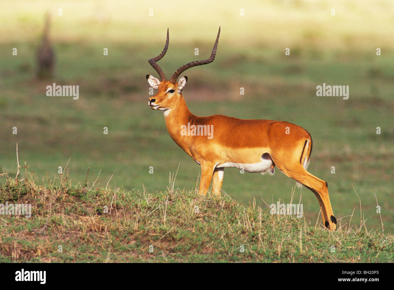 Homme Impala (Aepyceros melampus) dans le Masai Mara au Kenya Banque D'Images