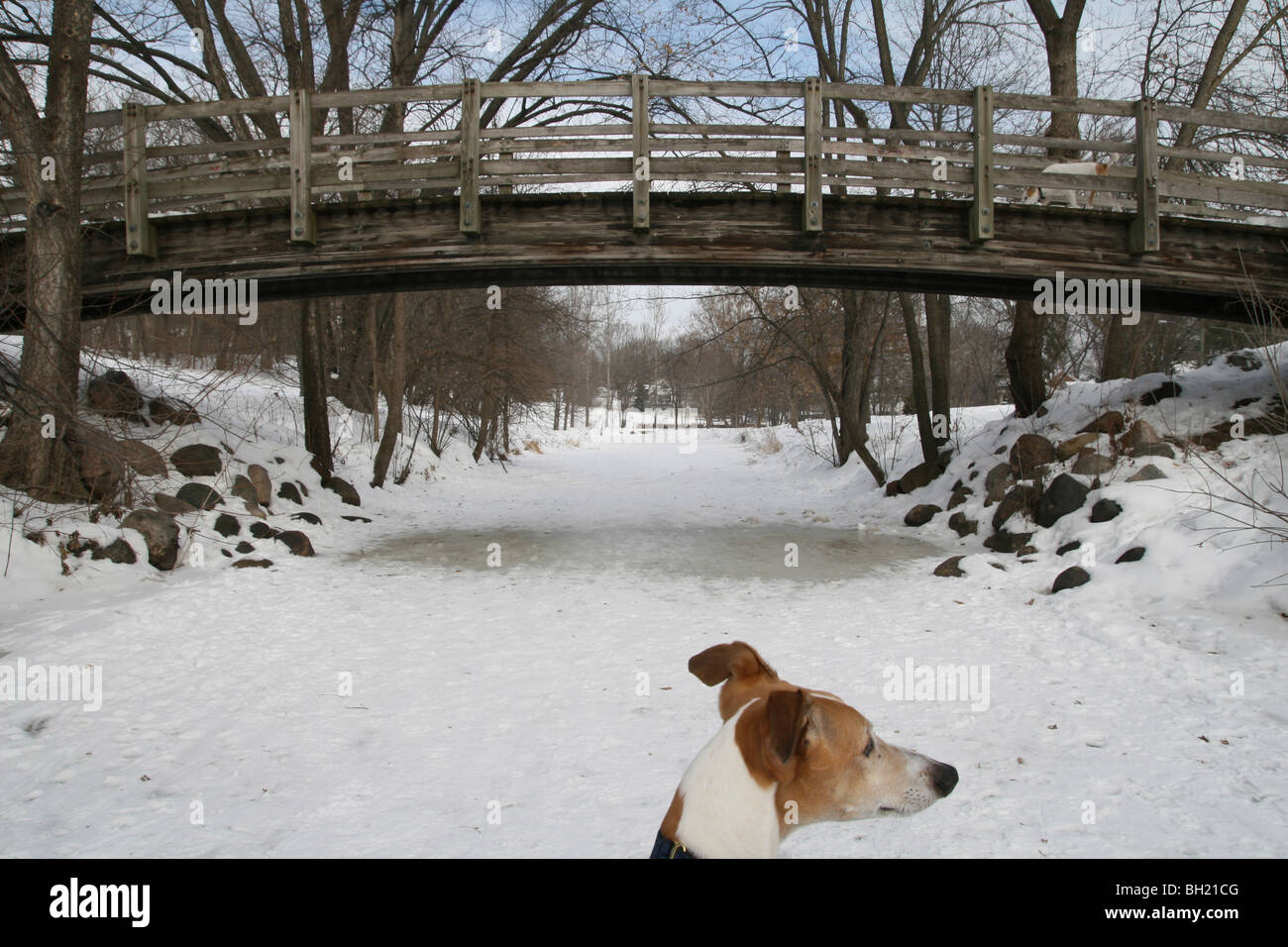Un chien greyhound debout sous une passerelle sur un ruisseau gelé à Minneapolis, Minnesota. Banque D'Images