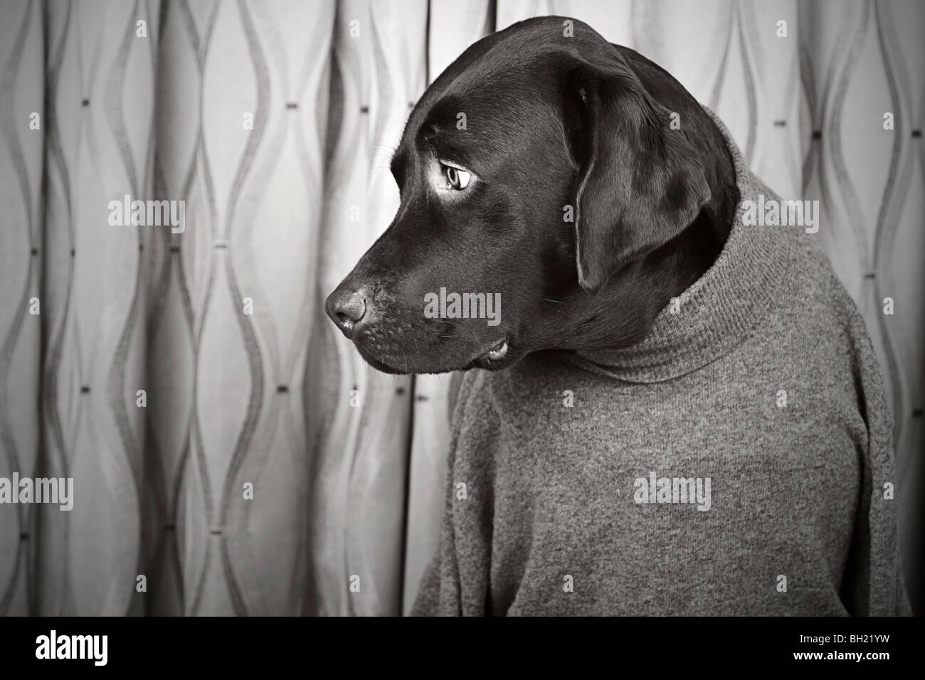Labrador en gris Roll Neck Jumper Banque D'Images