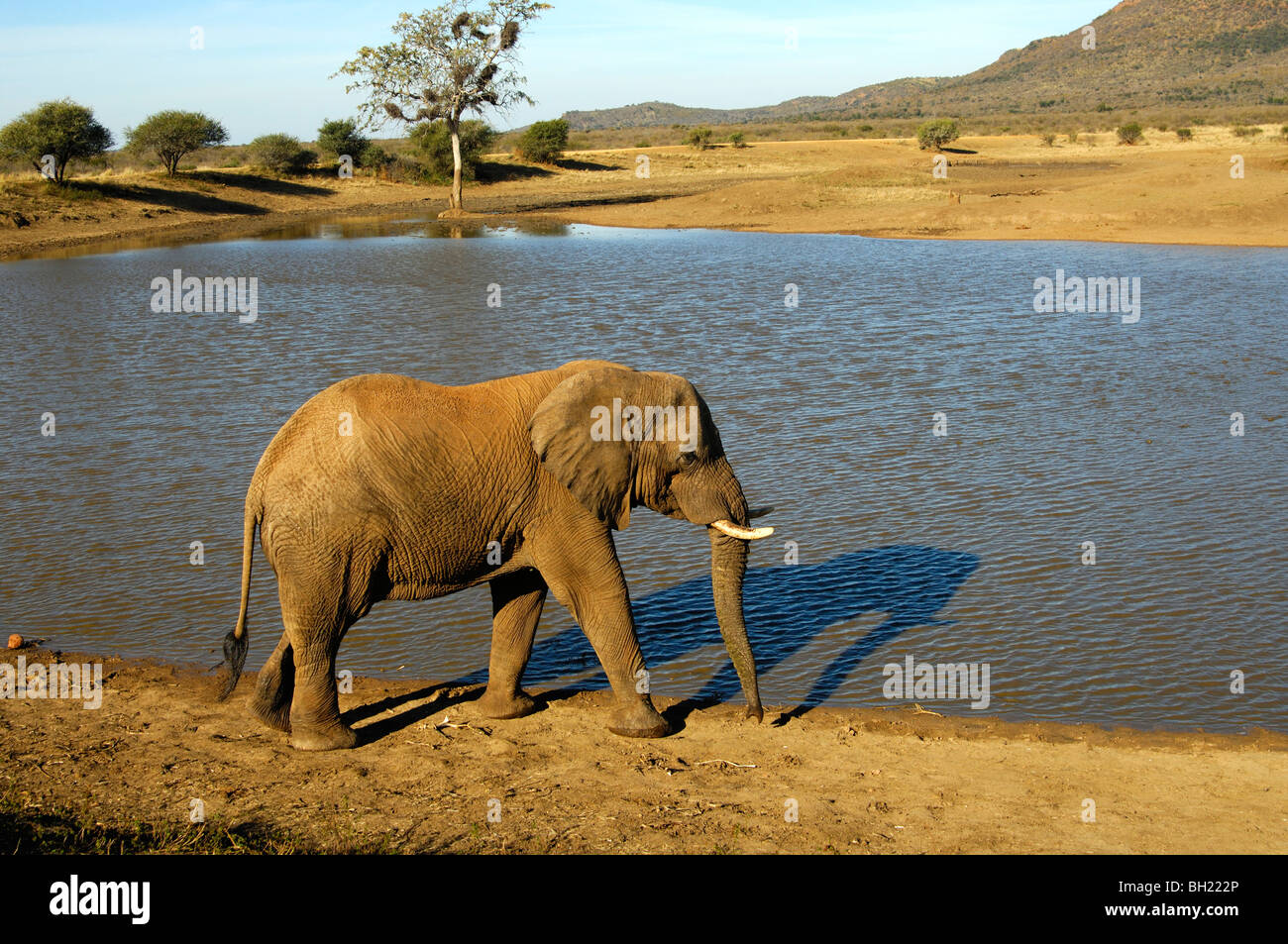 L'éléphant d'Afrique se promène le long de la banque de l'eau du barrage de Tlou, trou de Madikwe Game Reserve, Afrique du Sud Banque D'Images