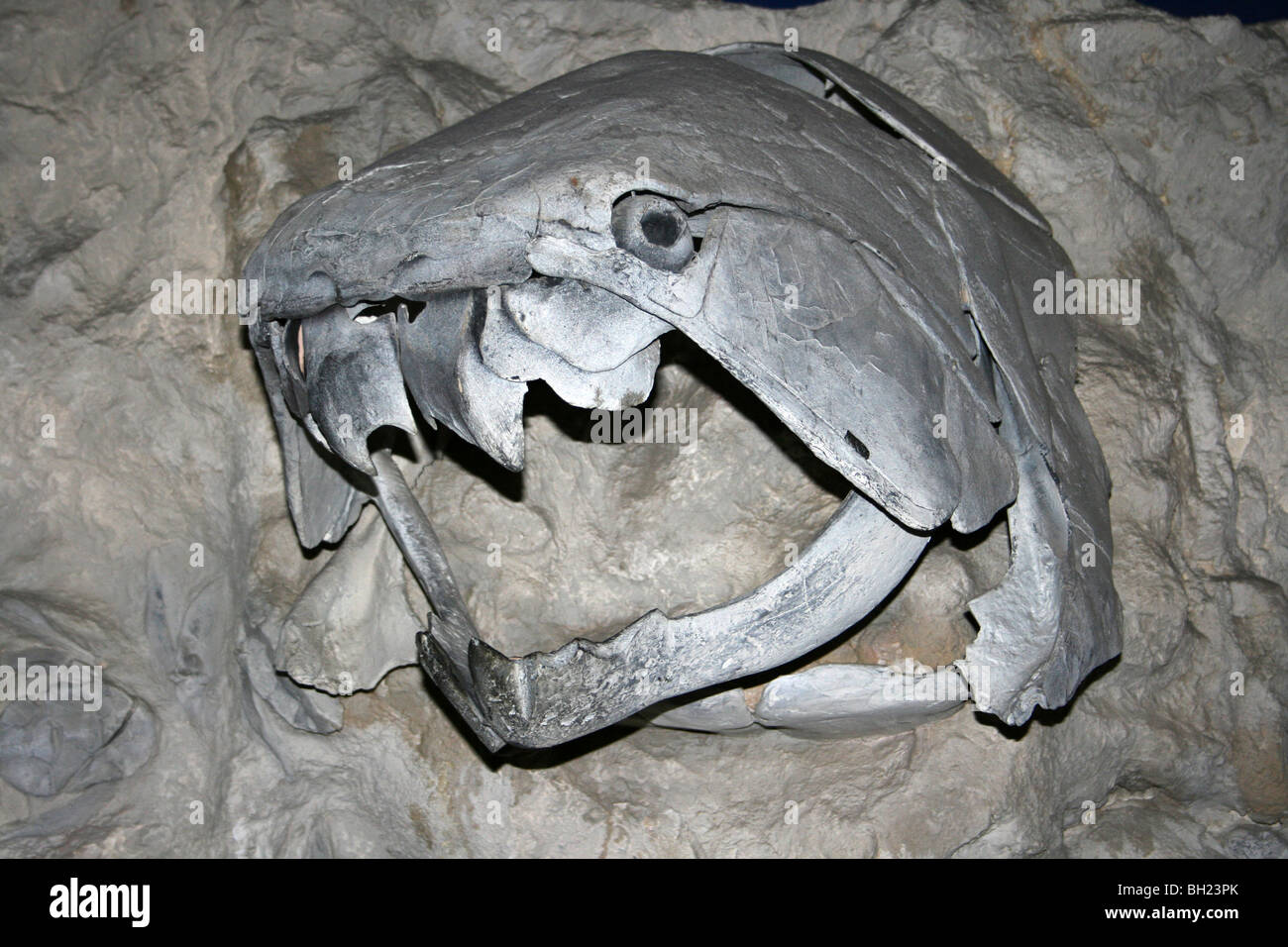 Dunkleosteus poisson préhistorique crâne réplique Modèle Banque D'Images