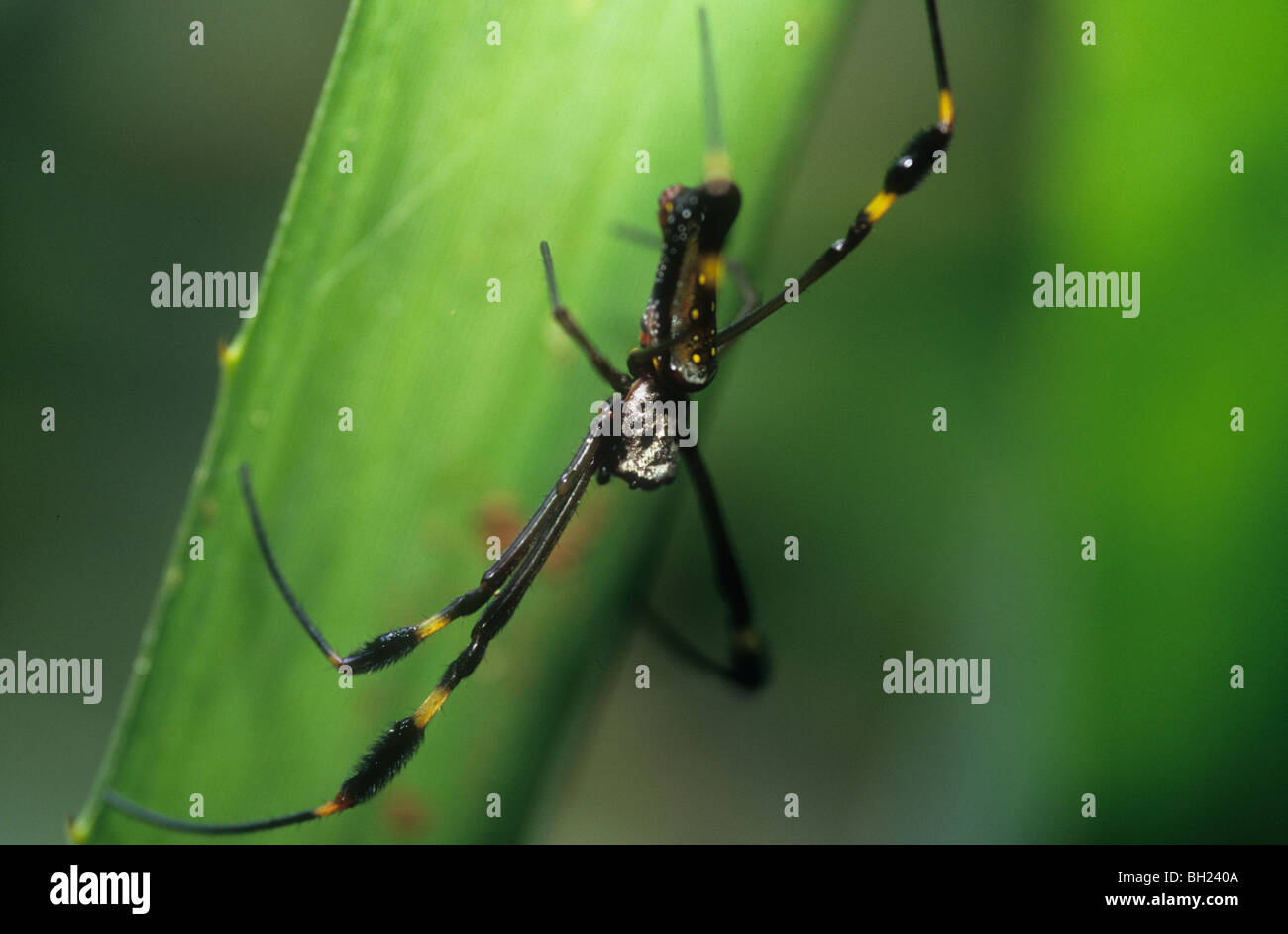 Golden orb web spider, Tortuguero, Costa Rica Banque D'Images