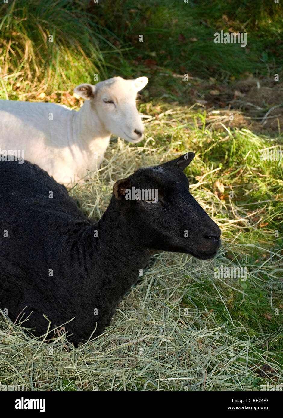 Mouton noir et blanc se reposant Banque D'Images