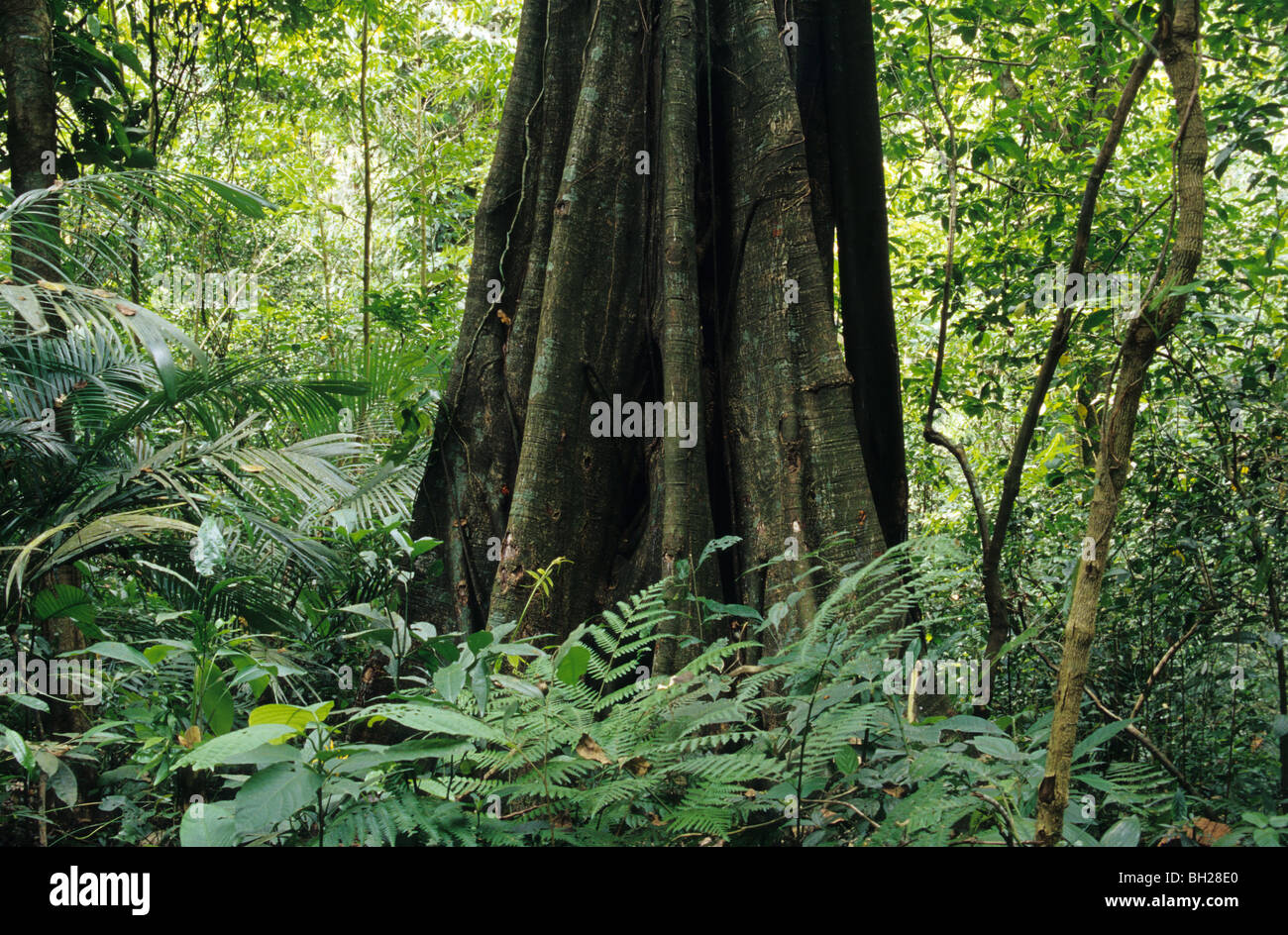 Forêt de pluie à Palenque, au Mexique. Il est situé près de la rivière Usumacinta dans l'État mexicain du Chiapas. Banque D'Images