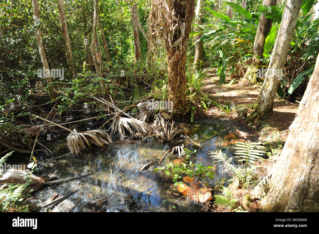 Les souches d'arbres et de marais dans les Everglades de Floride USA Banque D'Images