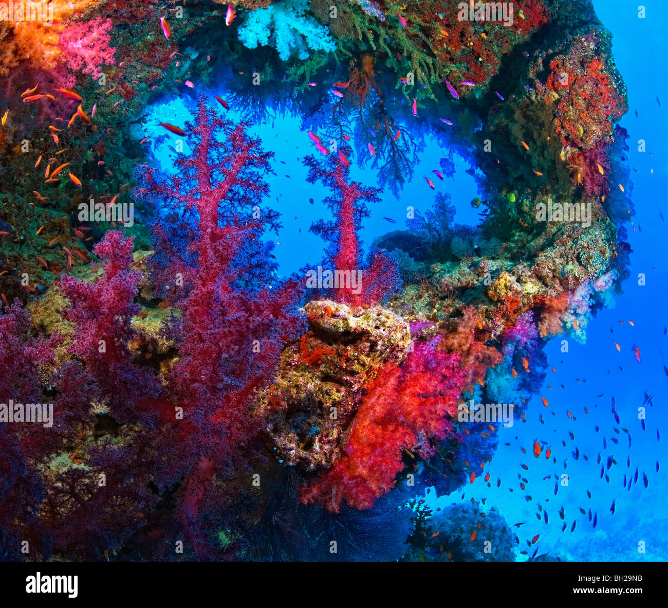 Vue sous-marine des récifs colorés Banque D'Images