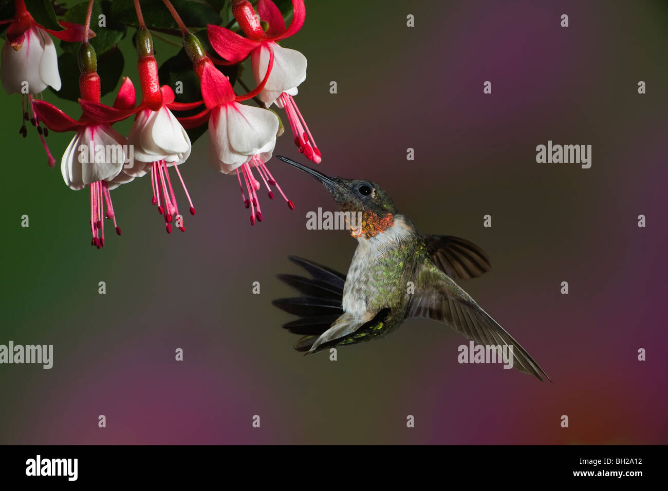 Colibri à gorge rubis mâle en vol l'alimentation. Banque D'Images