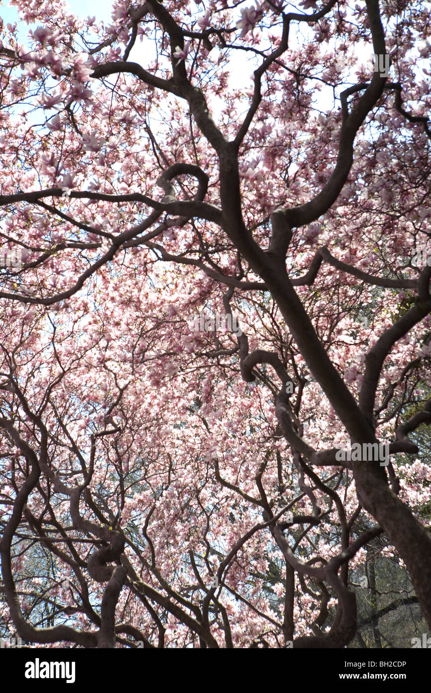 Central Park pendant la saison du printemps quand les fleurs de cerisier et les touristes visiter New York City Banque D'Images