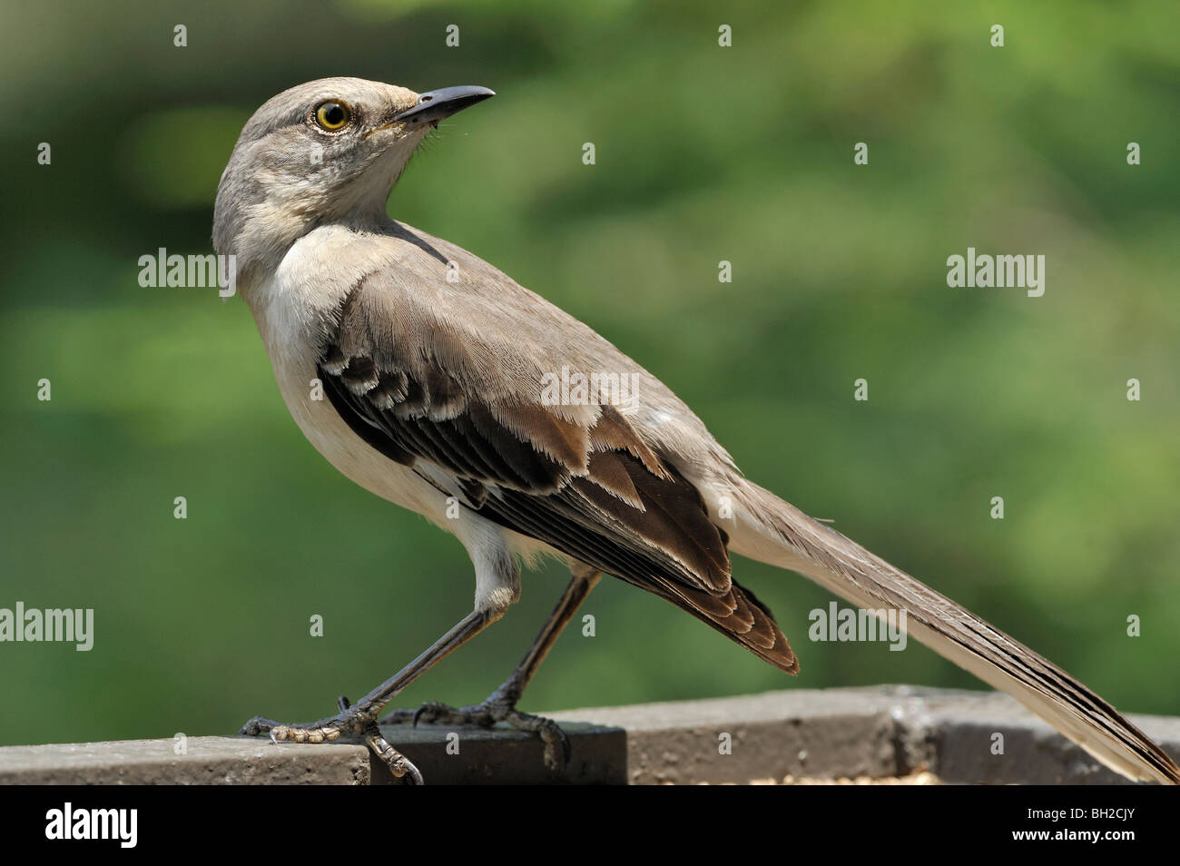 Mockingbird Banque D'Images