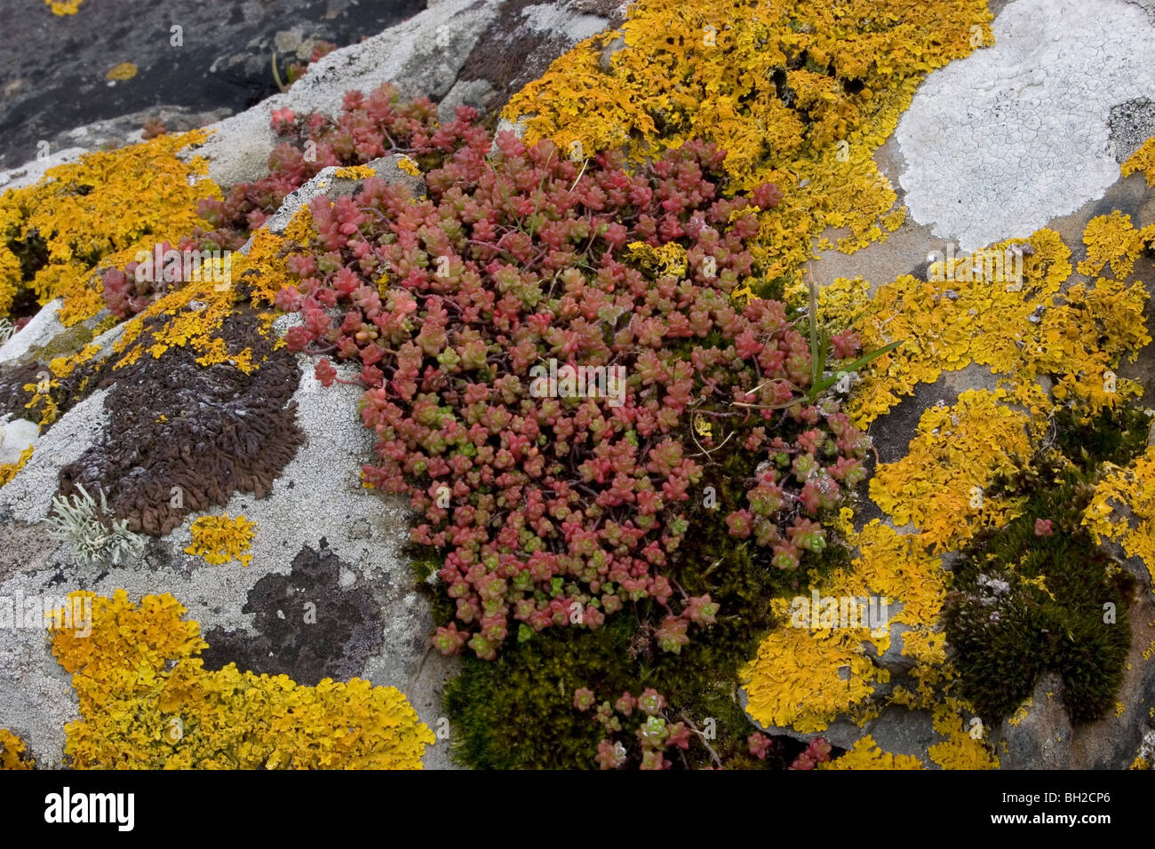 De plus en plus de mousse et de lichen sur rock, Rockcliffe, Dumfries et Galloway, Écosse Banque D'Images