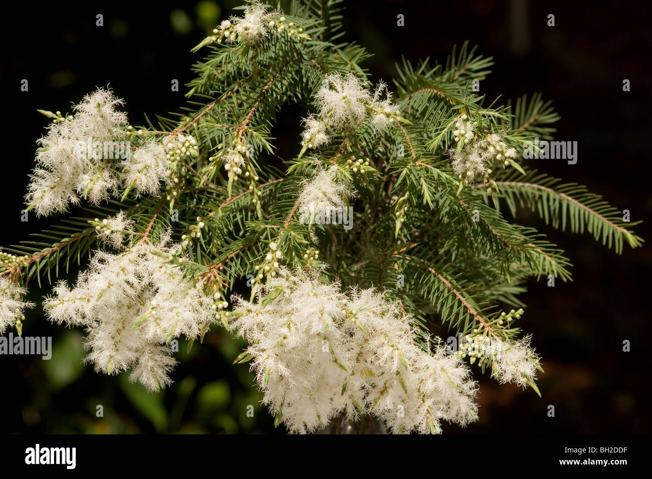 Melaleuca alternifolia arbre en fleur sur fond sombre Banque D'Images