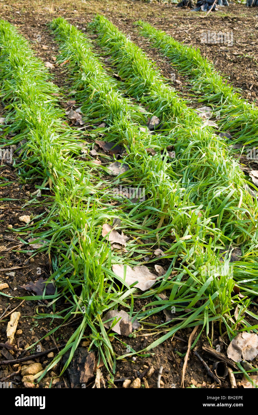 Le Seigle Pâturage hongrois semée comme engrais vert pour améliorer la fertilité à Painswick Rococo Garden dans les Cotswolds en hiver Banque D'Images