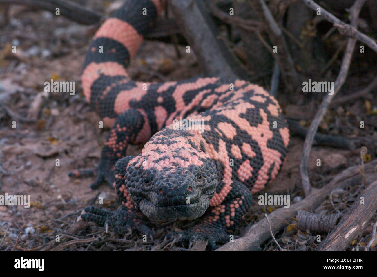 Un monstre de Gila sauvages (Heloderma suspectum) depuis le sud-est de l'Arizona, près de Benson. Banque D'Images