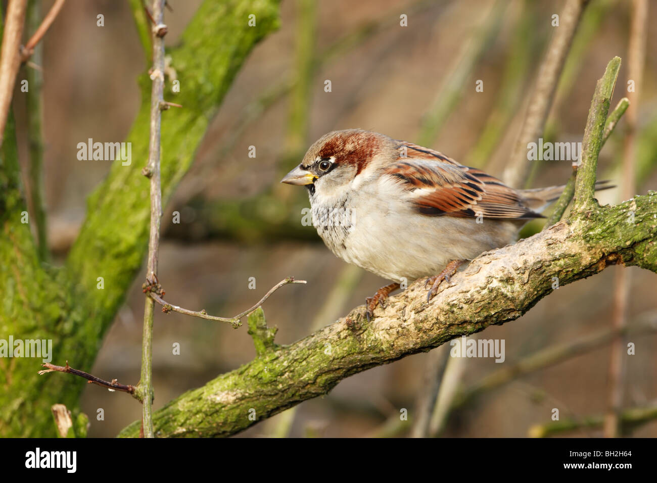 Moineau domestique (Passer domesticus) mâle en hiver perché sur une brindille dans un arbuste de jardin Banque D'Images