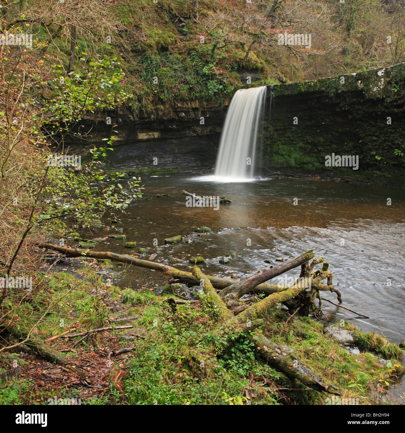 Sgwd Gwladus, Pontneddfechan, Brecon Beacons, Wales, UK Banque D'Images