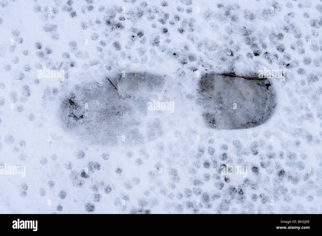 Empreinte d'une chaussure et de gouttes d'eau de fonte de la neige sur les arbres, sur un sentier. English l'hiver. Banque D'Images