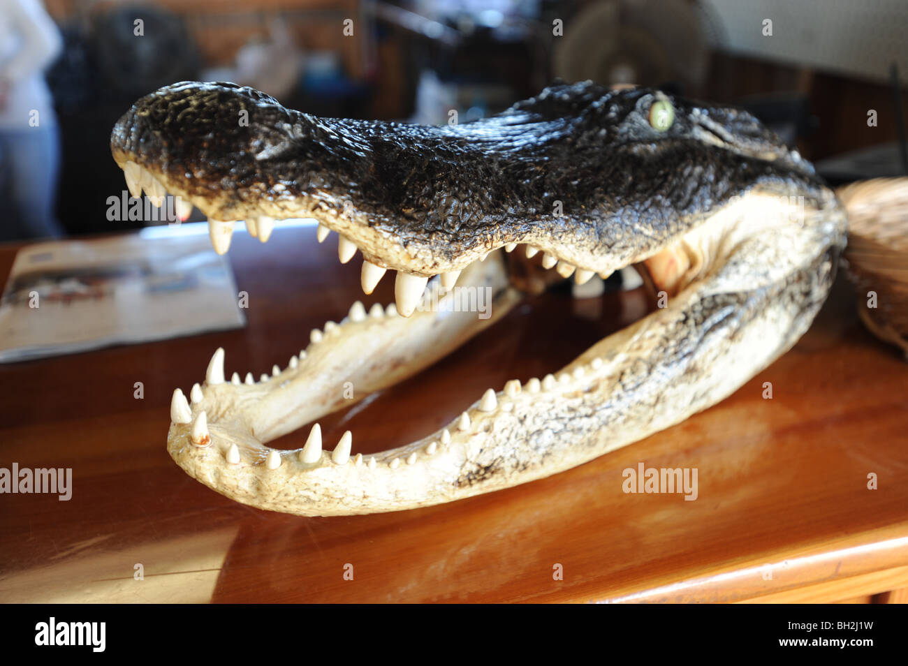 Tête d'alligator dans un magasin de souvenirs dans les Everglades de Floride Banque D'Images