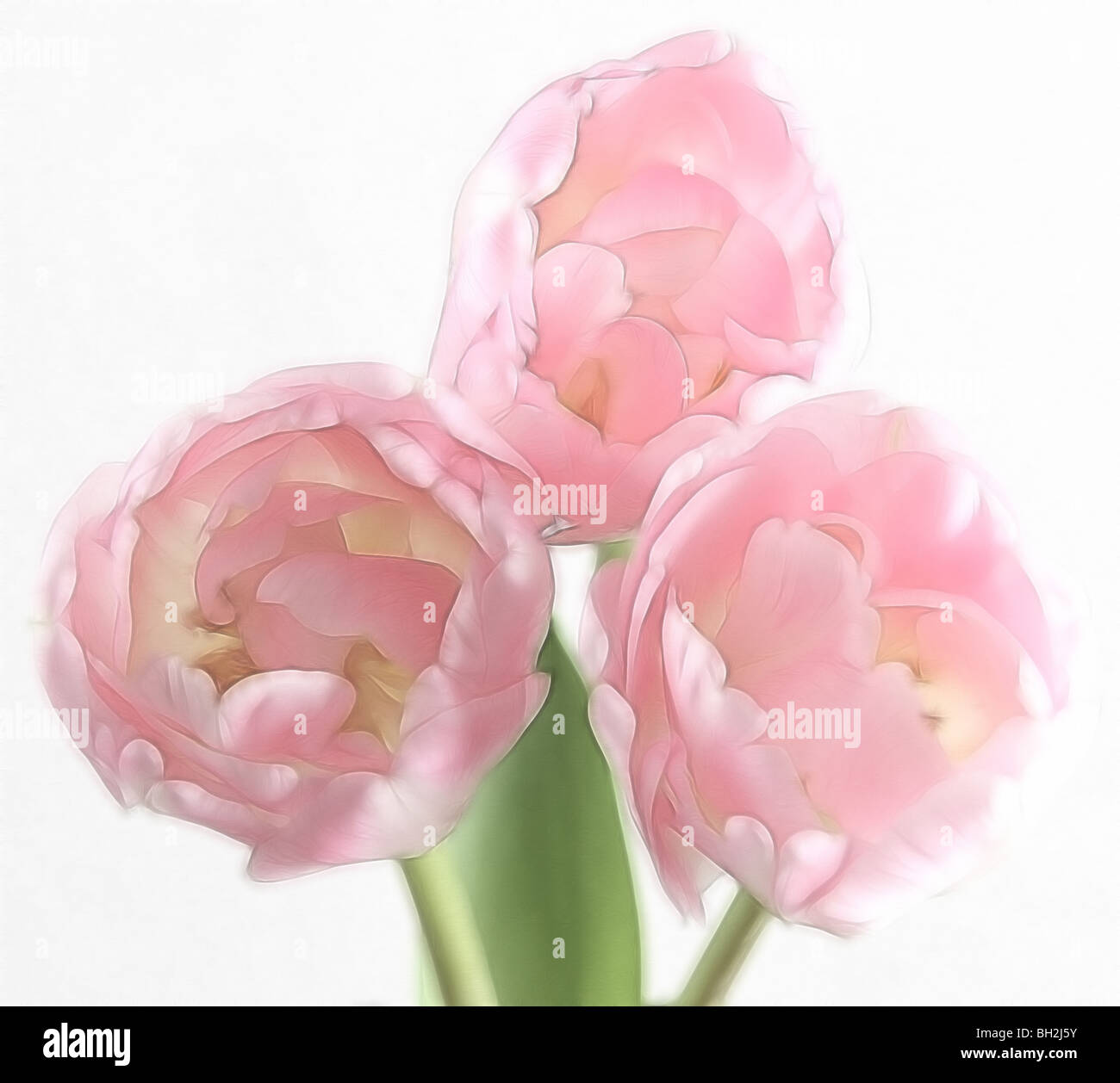 Photo illustration : un close-up de trois tulipes roses en pleine floraison Banque D'Images