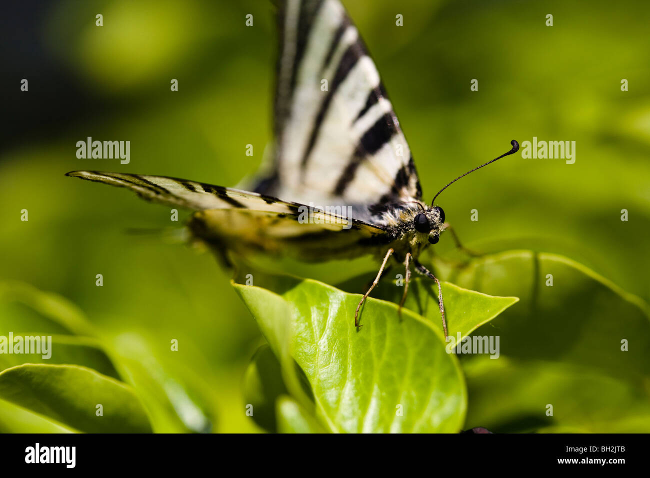 Papillon du machaon rare au repos, les ailes légèrement plié Banque D'Images