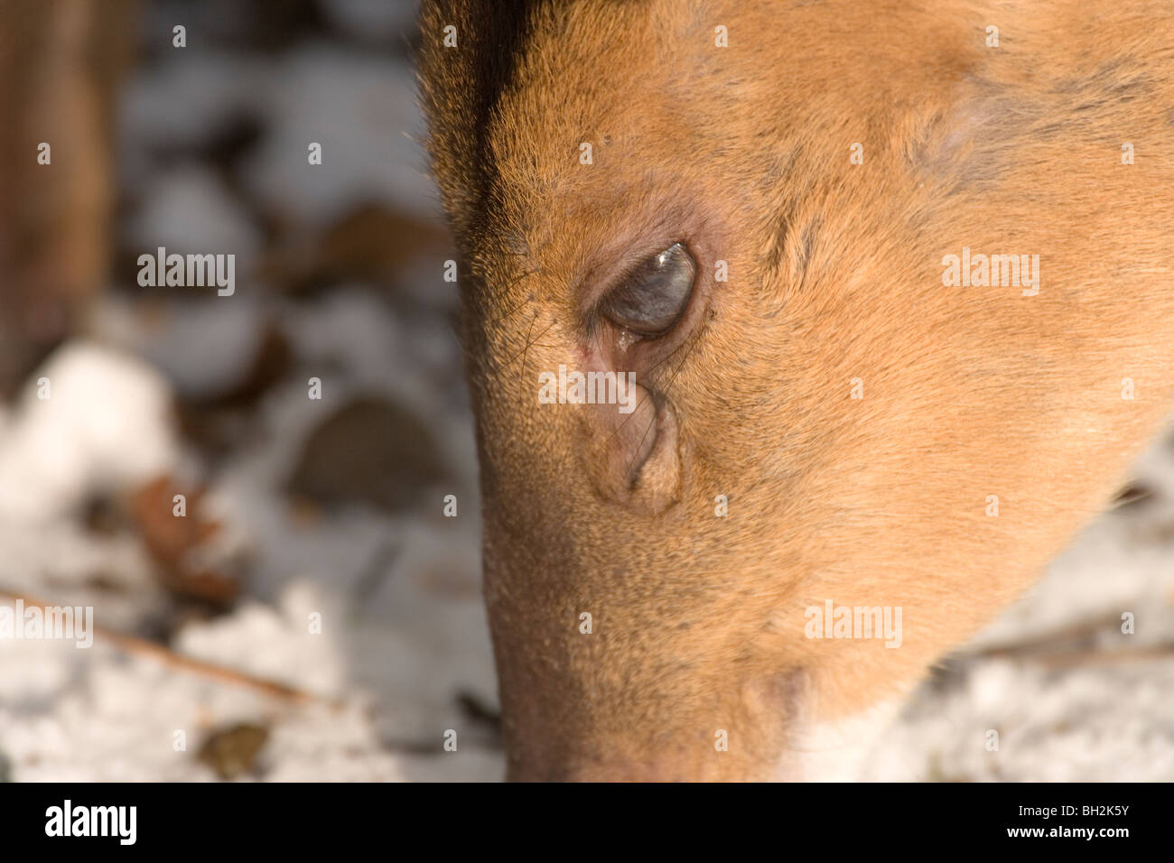 (Muntiacus reevesi Muntjac Deer). Close-up of head montrant l'ouverture de la fente à l'odeur des sécrétions orbitale gland sous l'œil. Banque D'Images