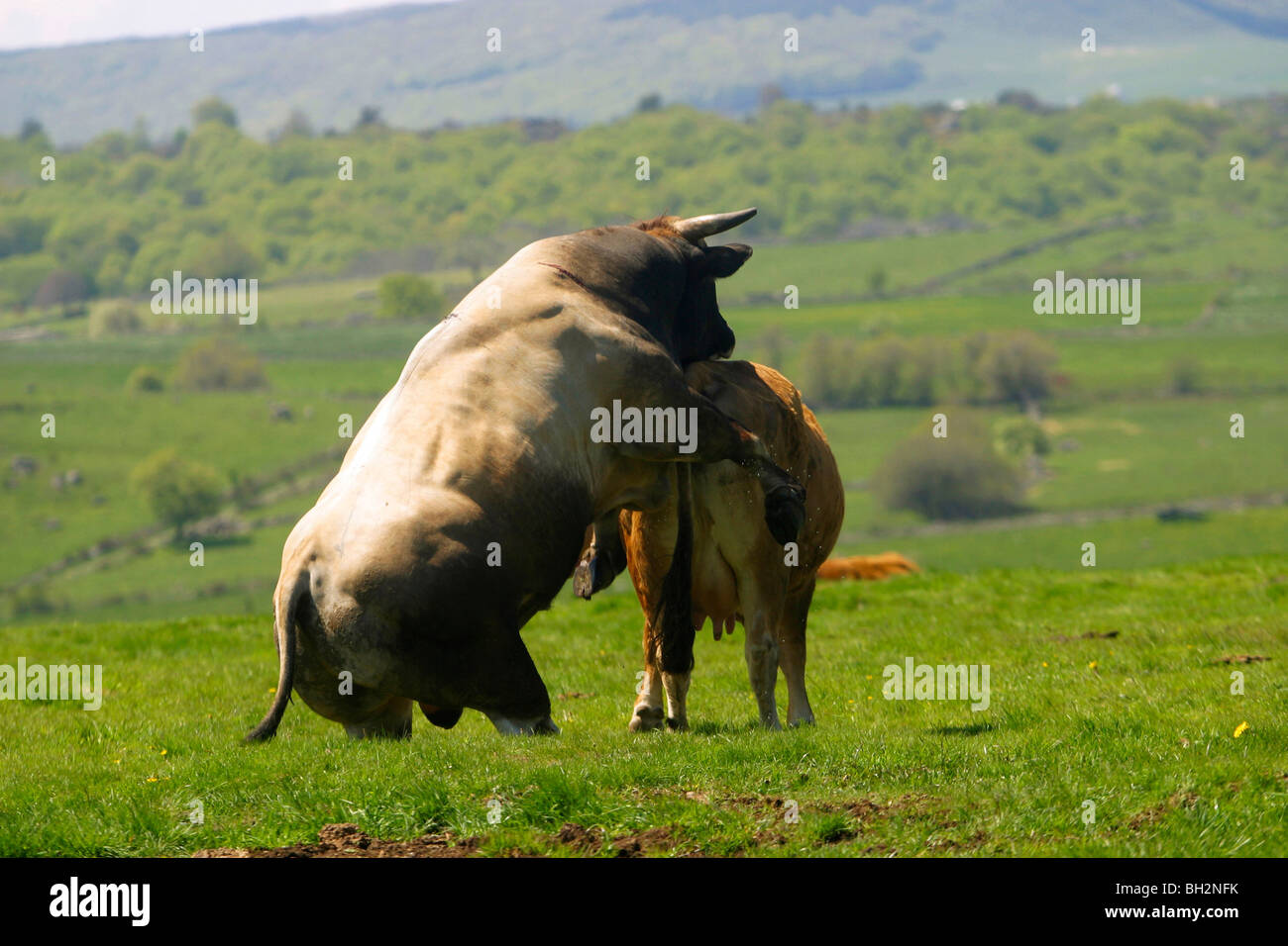 L'ACCOUPLEMENT D'UNE VACHE AUBRAC ET BULL, LA TRANSHUMANCE, les pâturages d'été, l'Aveyron (12), MIDI-PYRÉNÉES, FRANCE Banque D'Images