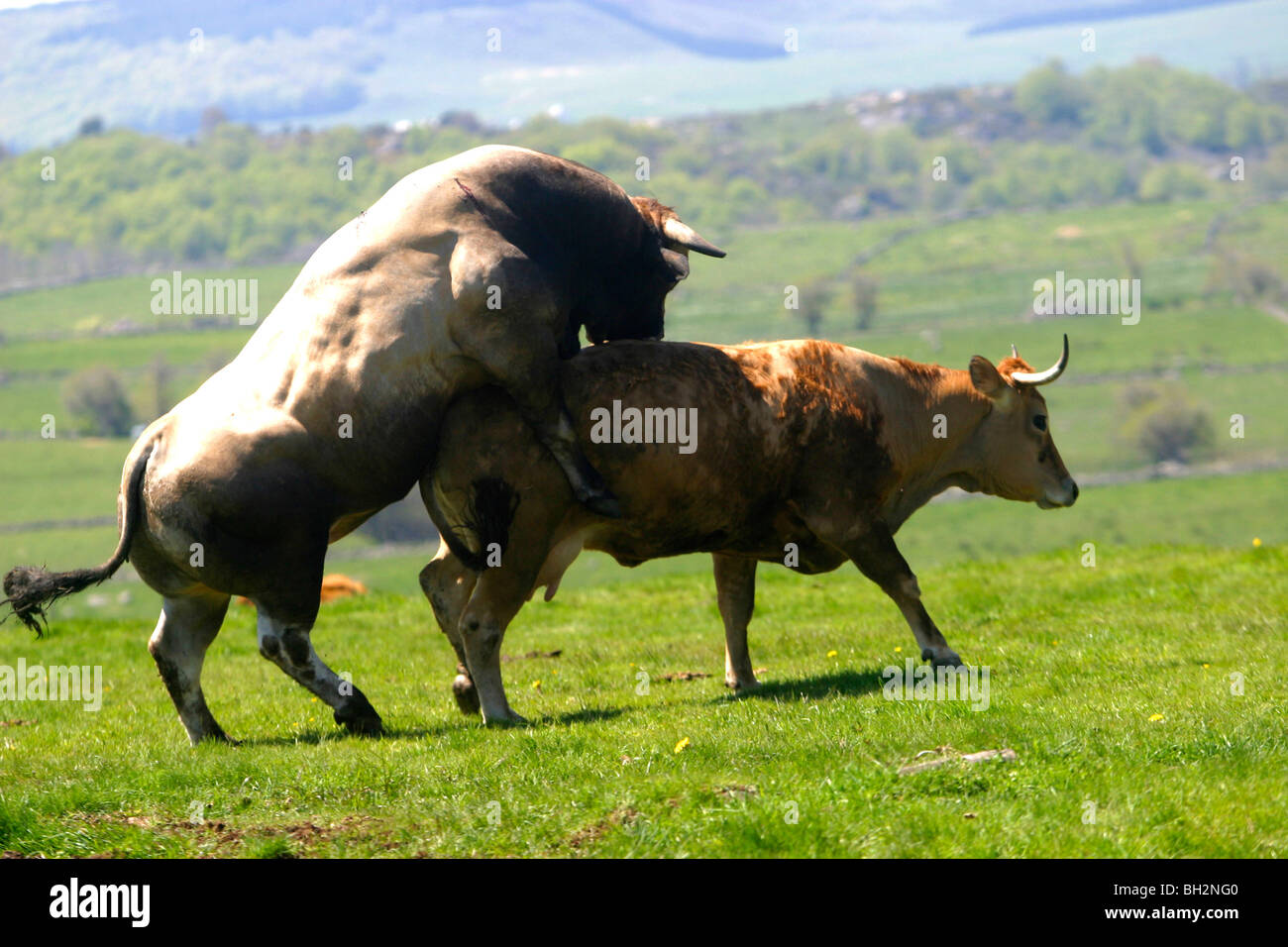 L'ACCOUPLEMENT D'UNE VACHE AUBRAC ET BULL, LA TRANSHUMANCE, les pâturages d'été, l'Aveyron (12), MIDI-PYRÉNÉES, FRANCE Banque D'Images