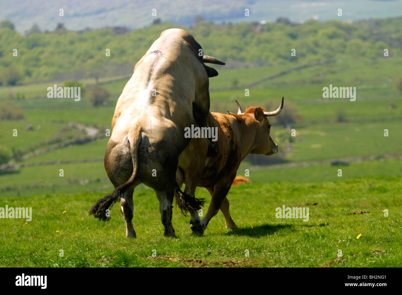 L'ACCOUPLEMENT D'UNE VACHE AUBRAC ET BULL, LA TRANSHUMANCE, les pâturages d'été, l'Aveyron (12), MIDI-PYRÉNÉES, FRANCE Banque D'Images