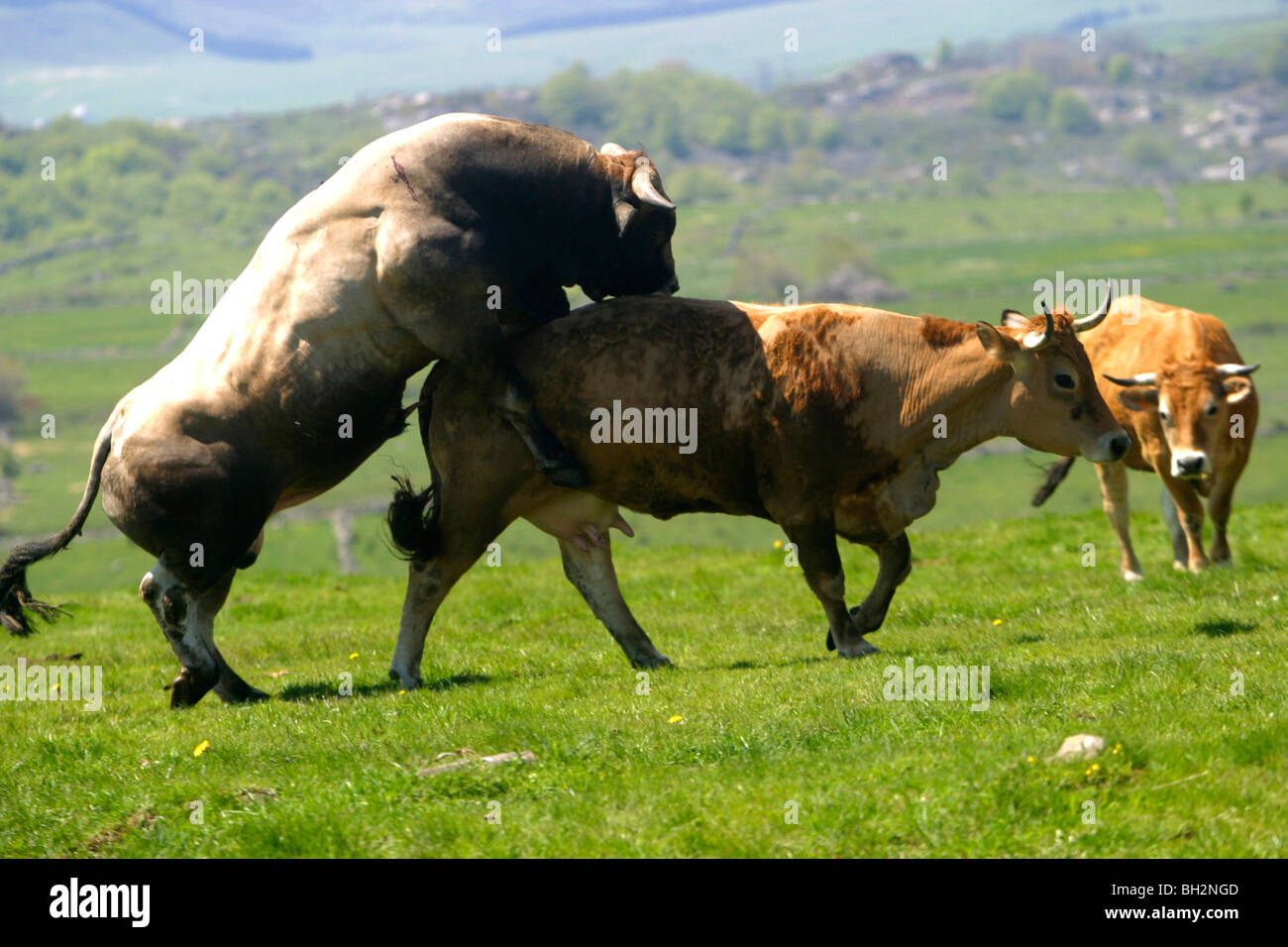 L'ACCOUPLEMENT D'UNE VACHE AUBRAC ET BULL, LA TRANSHUMANCE, les pâturages d'été, l'Aveyron (12), MIDI-PYRÉNÉES, FRANCE Banque D'Images