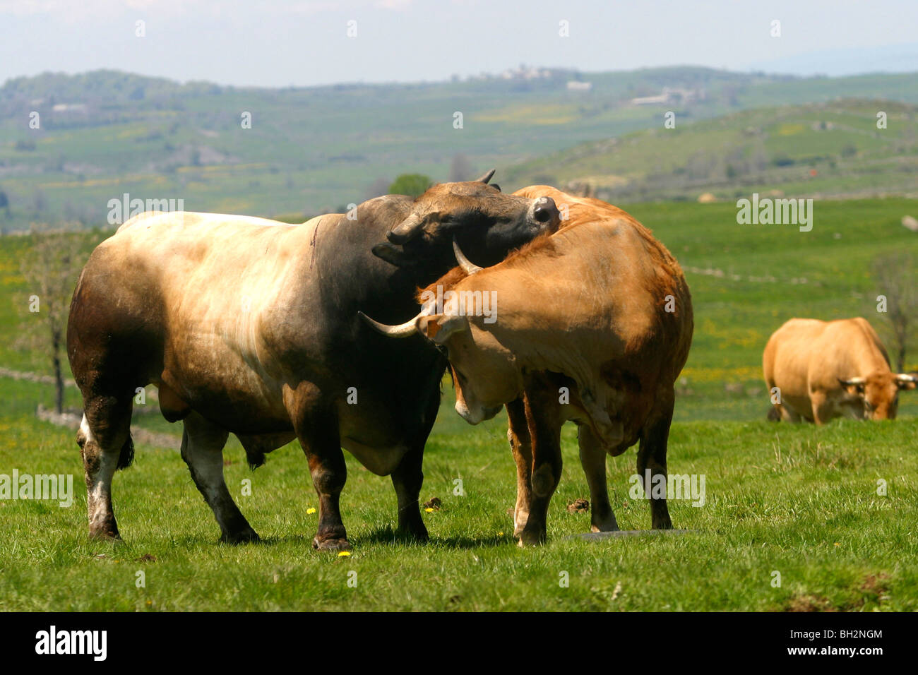 L'ACCOUPLEMENT D'UNE VACHE AUBRAC ET BULL, LA TRANSHUMANCE, les pâturages d'été, l'Aveyron (12), MIDI-PYRÉNÉES, FRANCE Banque D'Images