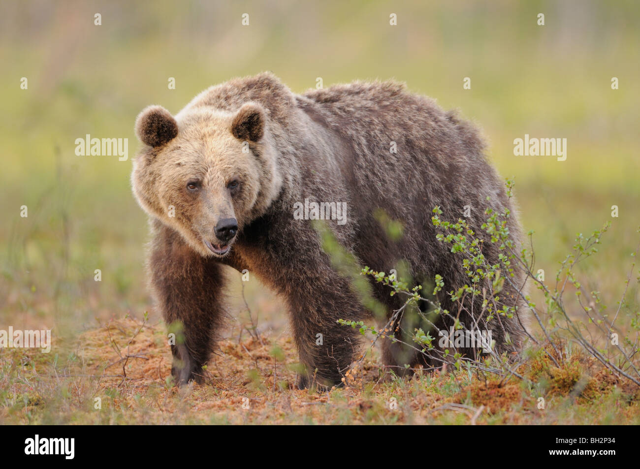 Ours brun européen Ursos arctos photographié en Finlande Banque D'Images